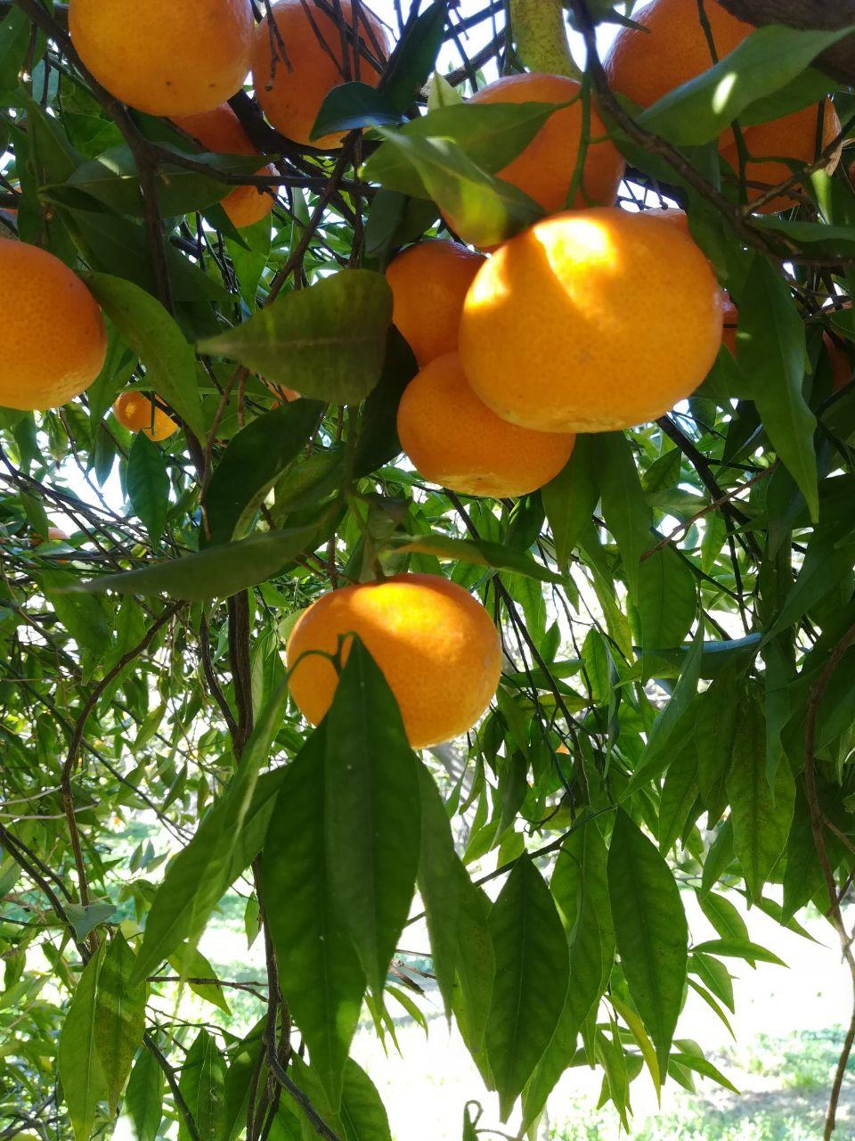 oranges_2021-02-11_10-22-32