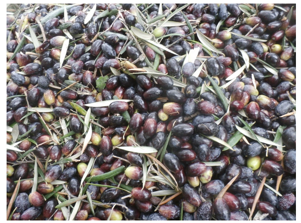 hochwertiges Olivenöl: kollektiv geerntetes Öl, am Erntetag gepresst (Einkaufspreis bei fairer Bezahlung von 10€/Std. an Arbeiter*innen = 10€ pro Liter, dazu kommt Transport, Verpackung, Orga