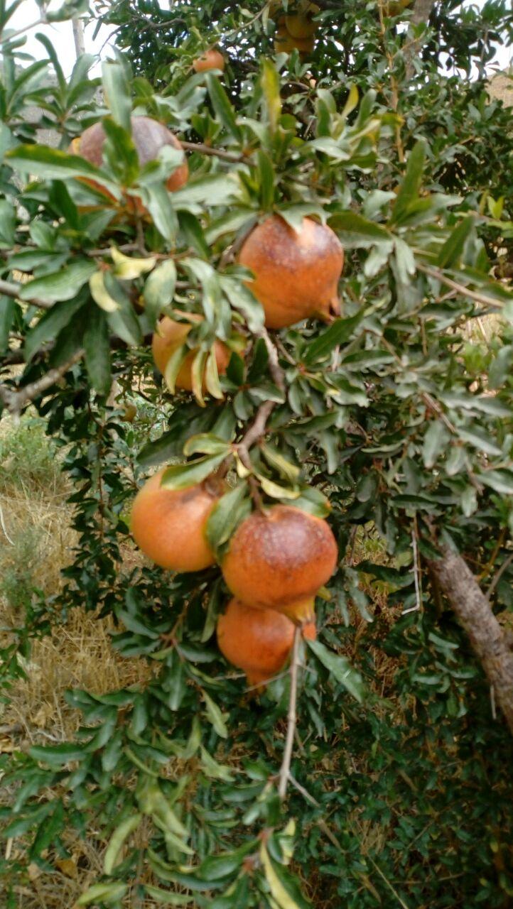 granataepfel